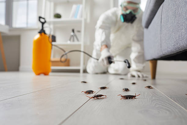 Post-Treatment Bed Bug Interceptor Monitoring in Ashton-Sandy Spring
